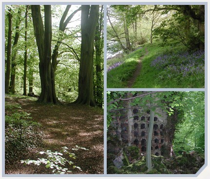 Lawton Hall woodland and conservation plan