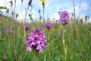 Through surveying and understanding individual ecological systems, TEP's ecology team can identify the potential ecological constraints to a development.