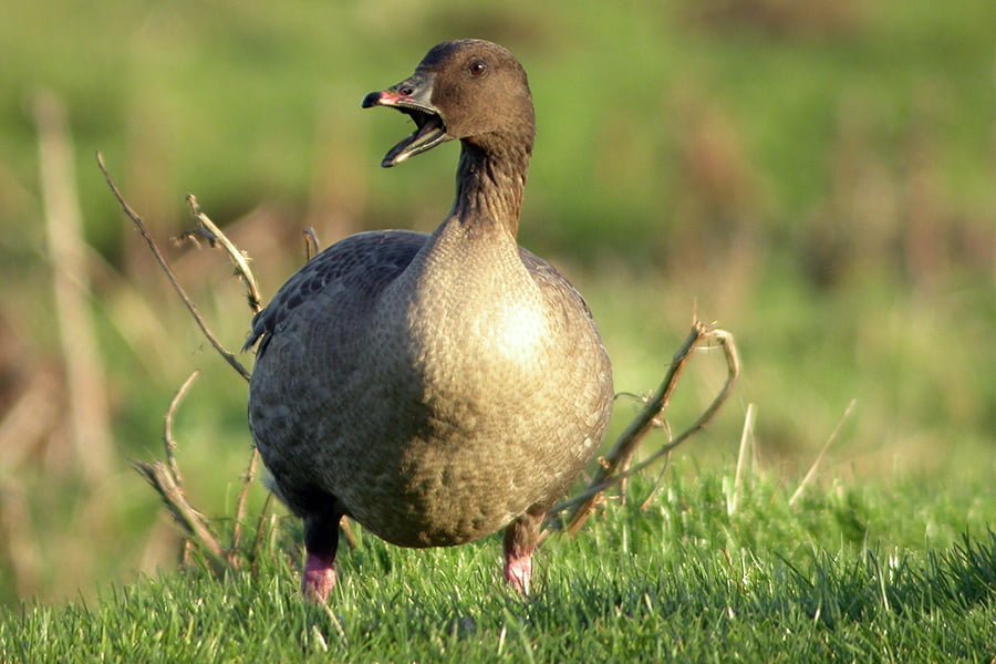 Example of a pink-footed goose