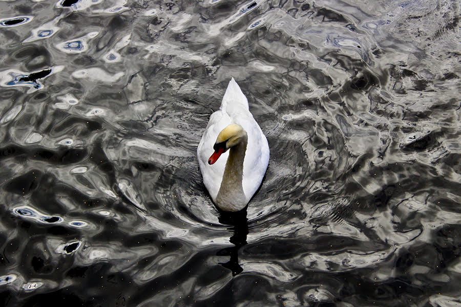 Cotton Quay Mute Swan