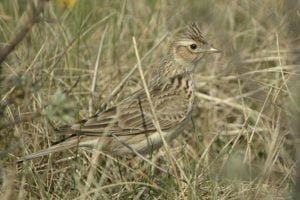 Skylark