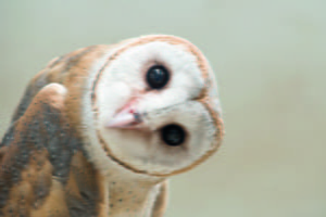 Common Barn Owl (Tyto albahead)