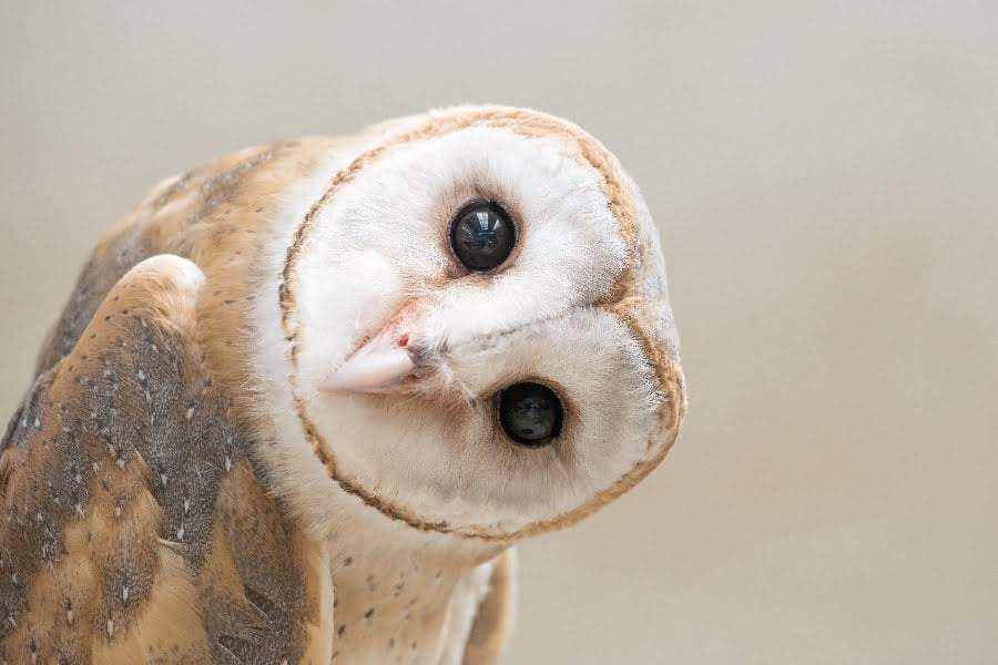 Common Barn Owl (Tyto albahead)