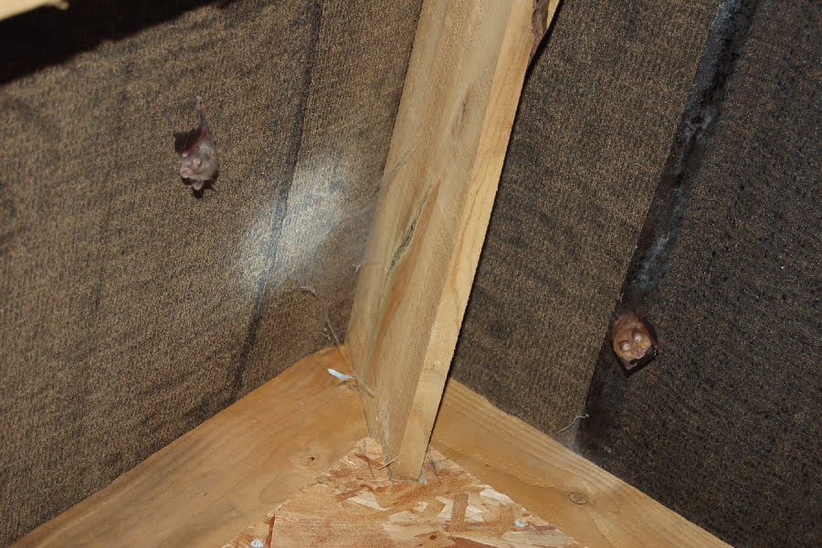Lesser horseshoe bats hanging out in the bat barn at Coypool Park in Plymouth. Photograph by Paul Gregory.