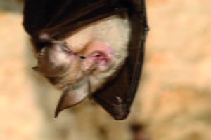 The lesser horseshoe bat (Rhinolophus hipposideros)