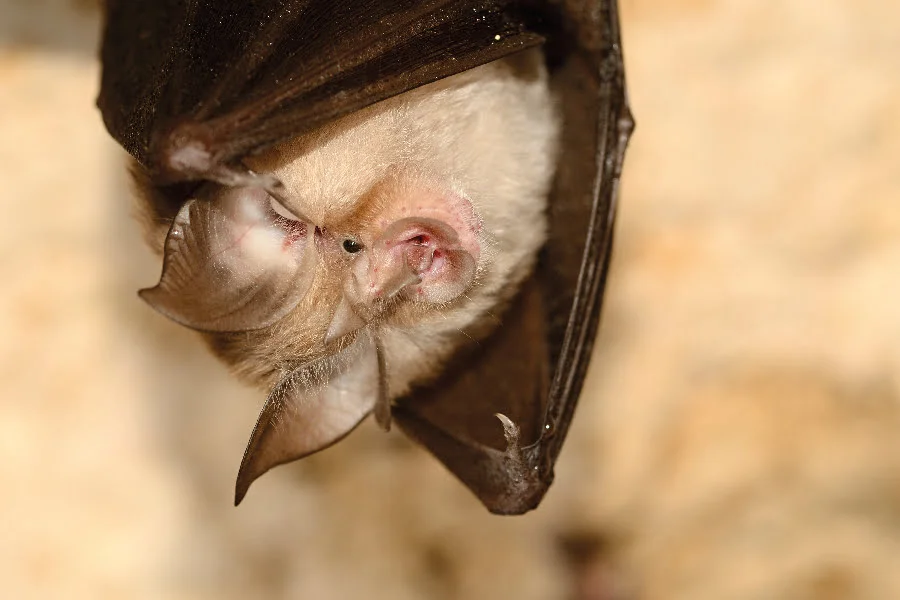 The lesser horseshoe bat (Rhinolophus hipposideros)