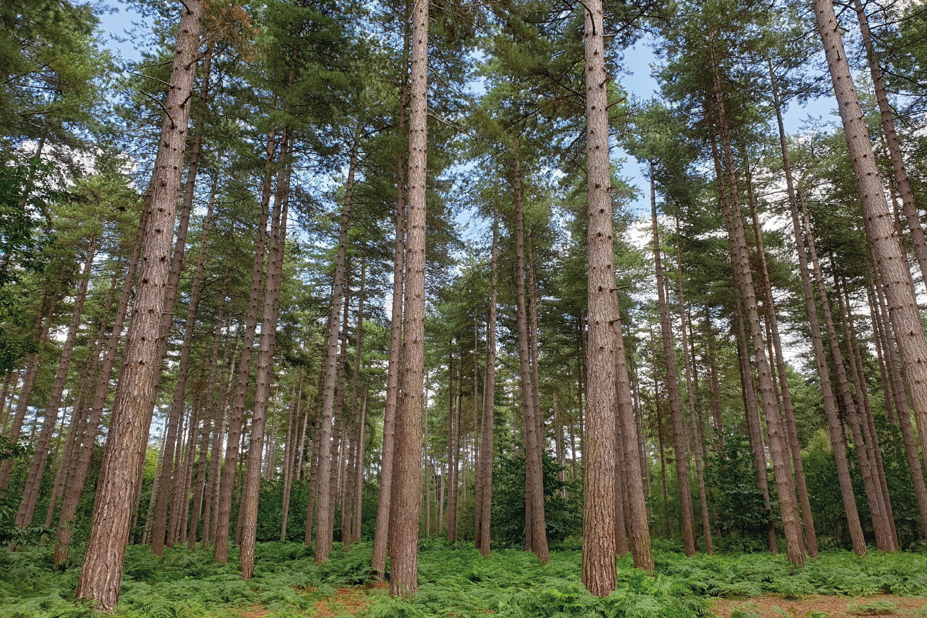 Black Park Country Park - Tall Pines Peace Road