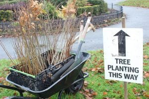 Tree Planting This Way