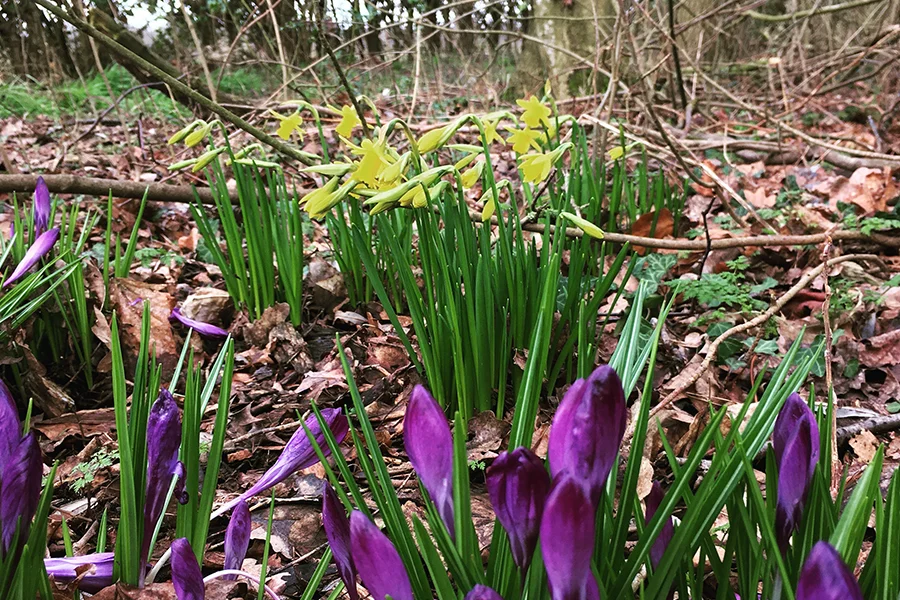 The first bulbs of spring are always a delight and something that my children always look forward to spotting after the winter.