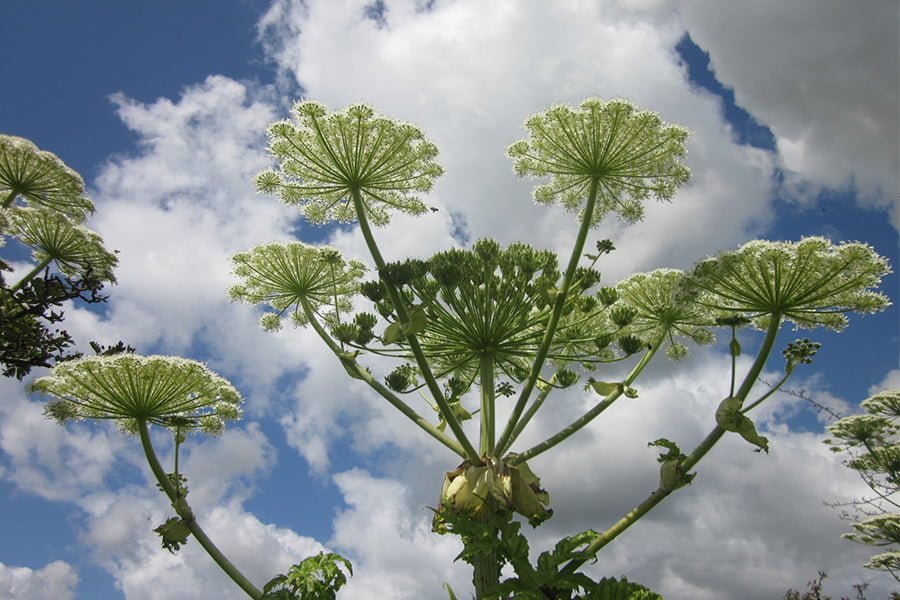 Invasive Non-Native Species - Giant Hogweed