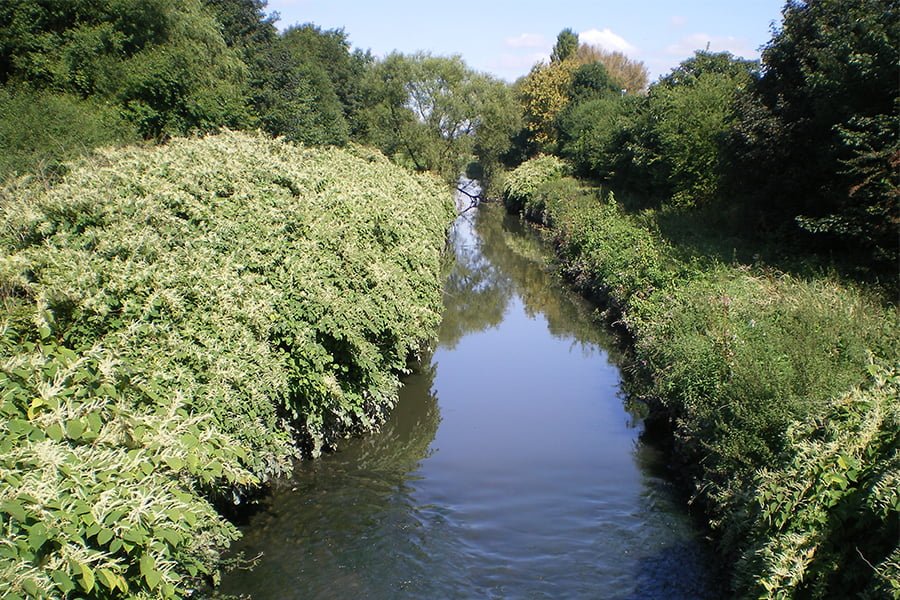 Invasive Non-Native Species - Japanese Knotweed along a river bank.