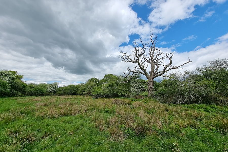 The Living Dead - An example on a dead tree in the environment