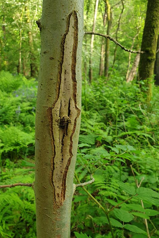 Diamond-shaped lesions develop and can girdle twigs and branches