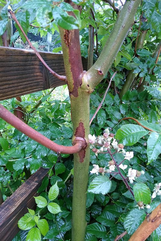 Lesions may develop at the base of the stem increasing the risk of catastrophic failure and, worryingly, these can develop with the tree displaying few other signs of the disease. Younger trees seem most susceptible and can succumb more quickly.