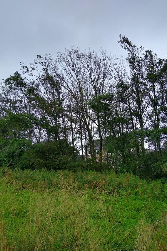 Ash Dieback causes the canopy to thin and a progressive decline of the whole tree.