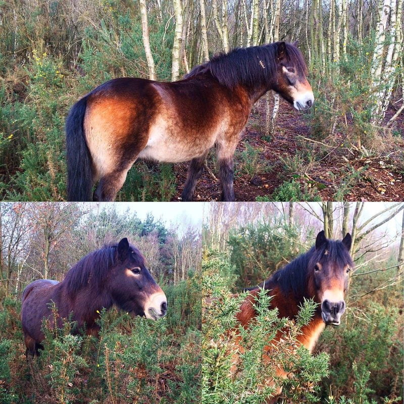 Black Park - Exmoor Ponies