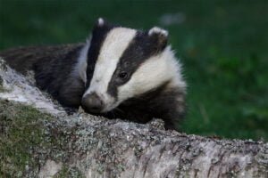 Badger