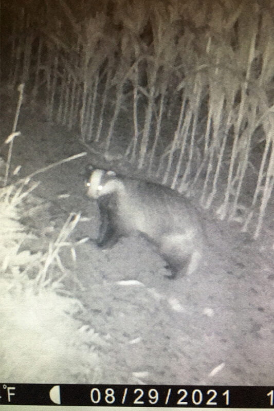 Badger Caught on Camera