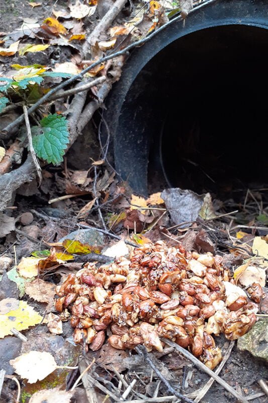 Sweet bait trail of peanuts, oats, treacle and syrup