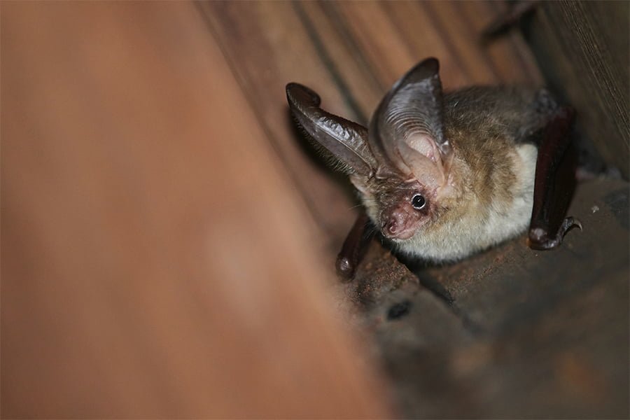 Brown Long-eared Bat