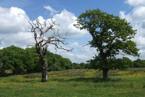 Tree Risk Service