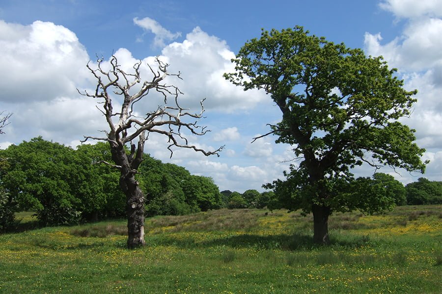 Tree Risk Service