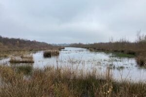 Peatland restoration