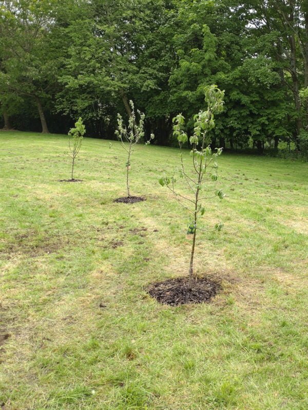 Tree Planting