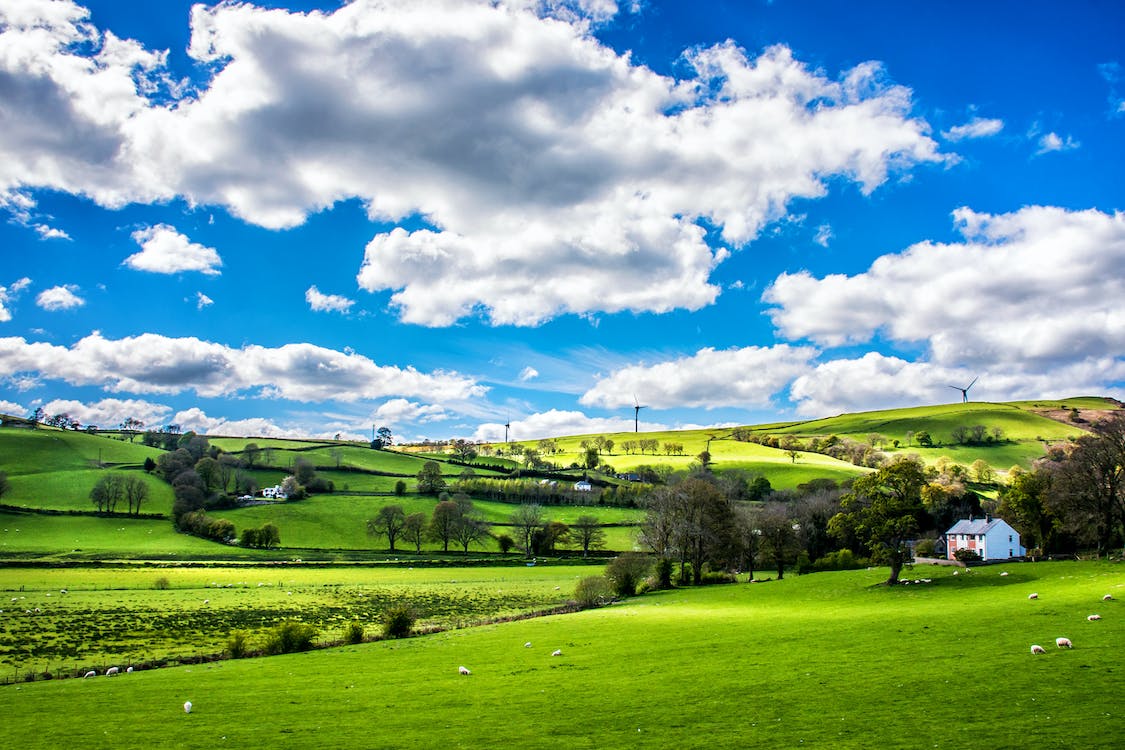 Historic Hedgerows, Heritage