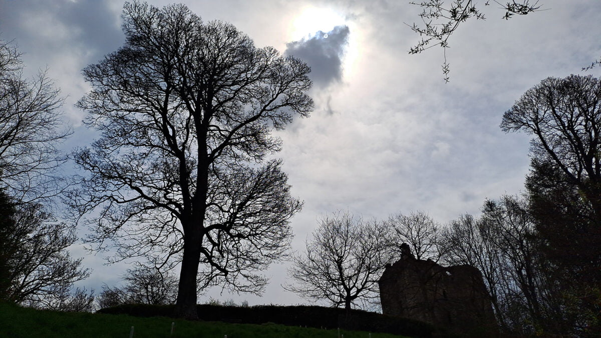 English Heritage Arboriculture