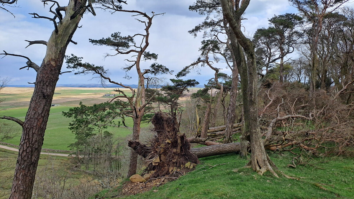 English Heritage Arboriculture