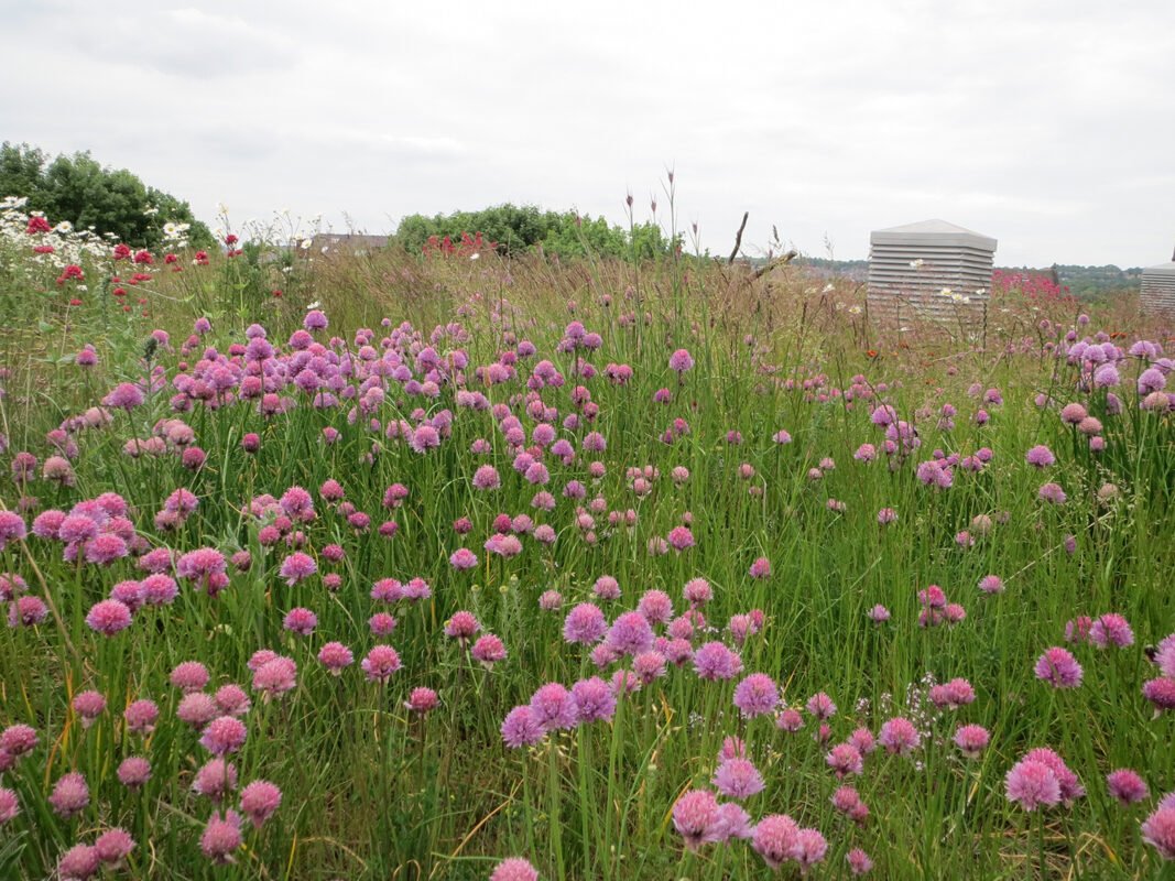 Green Roofs