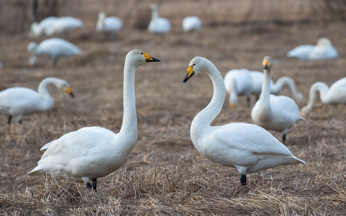 Winter Bird Surveys