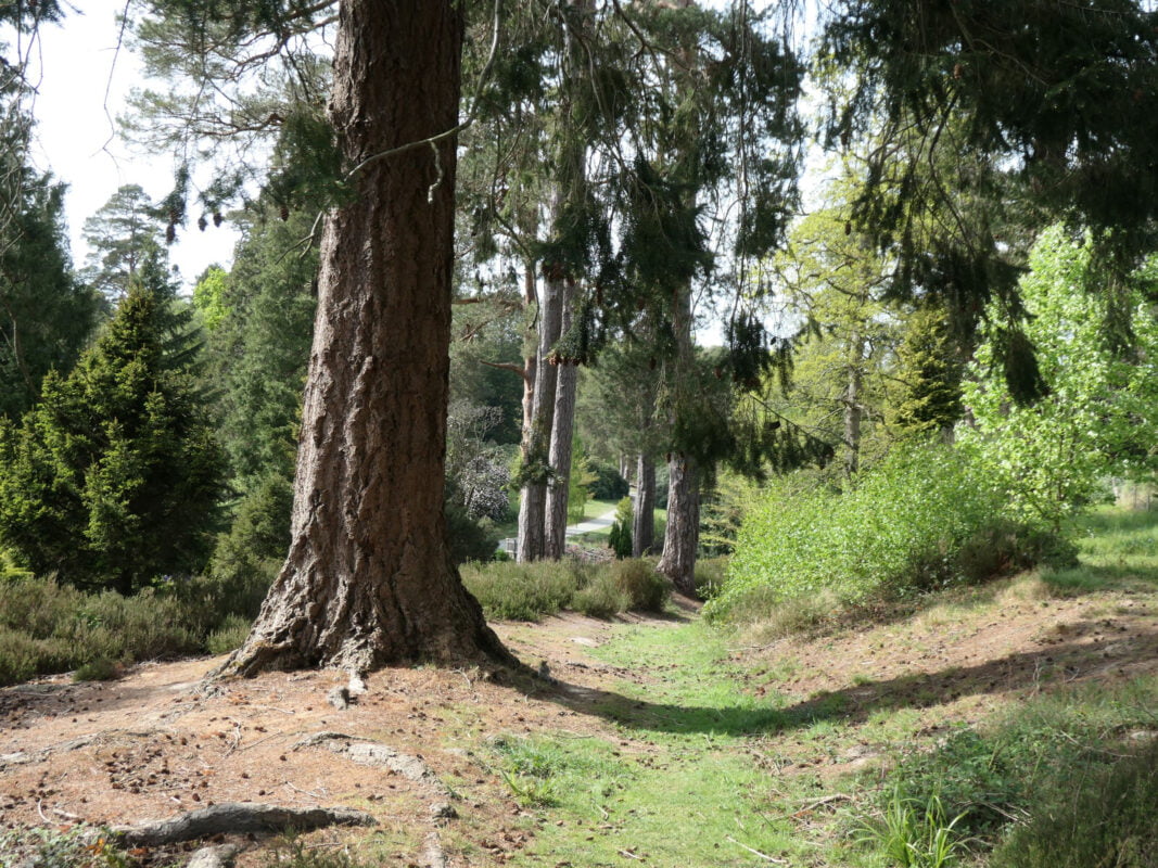 Bedgebury-Pinetum