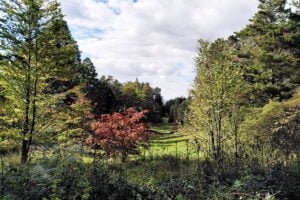 Bedgebury-Pinetum