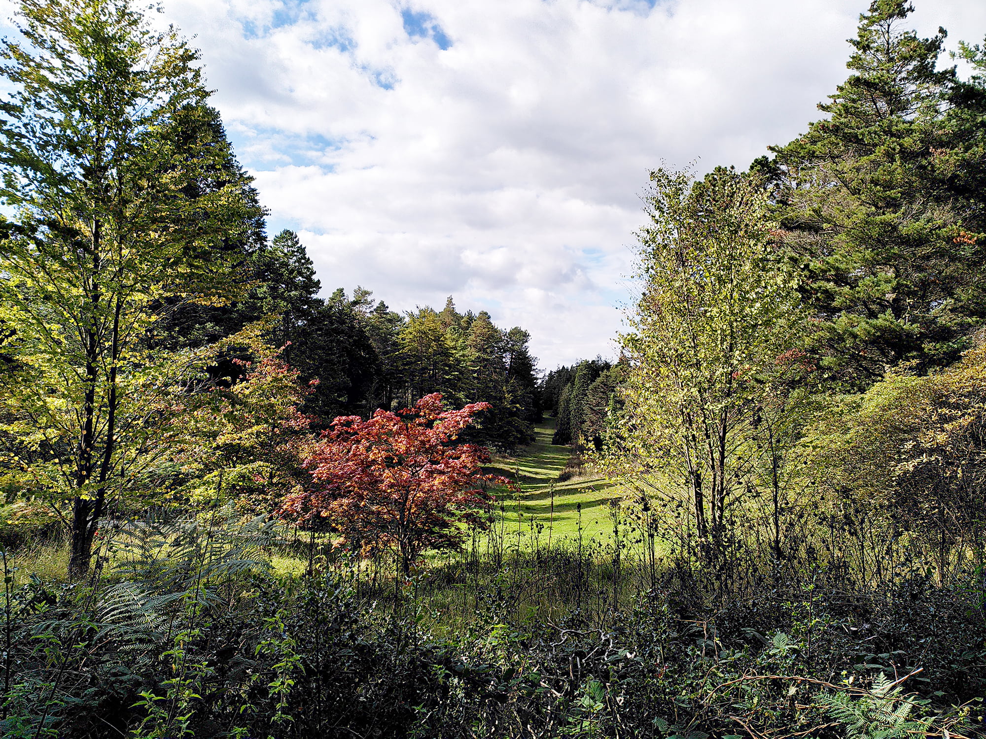 Bedgebury-Pinetum