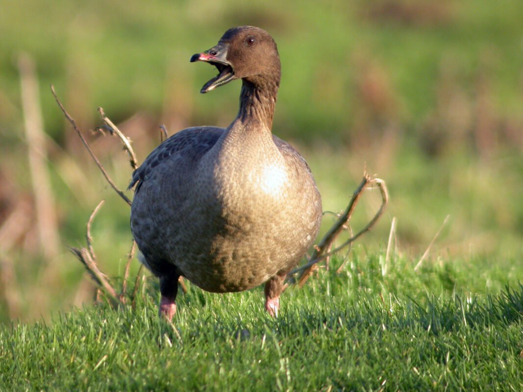 Pink Footed Goose