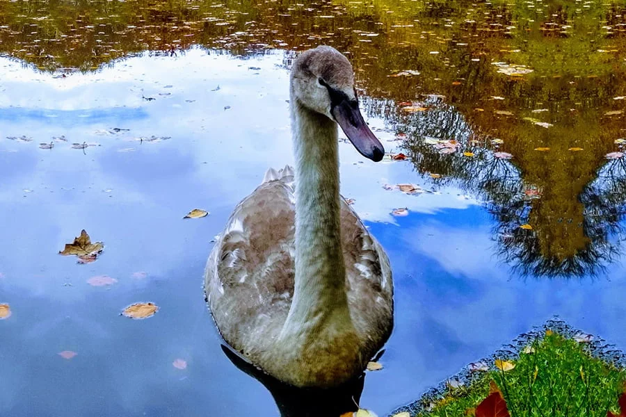 Manchester City Council appoints TEP TEP The Environment